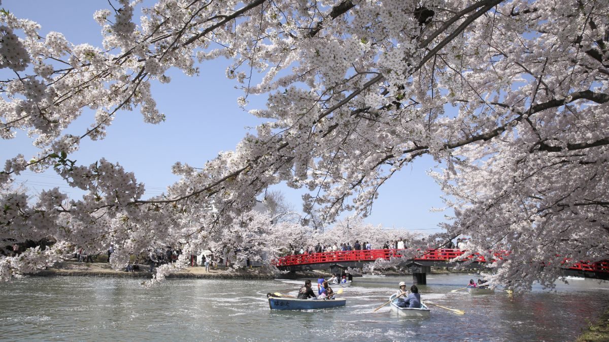 Feature Image 弘前公園：外堀の桜（昼）