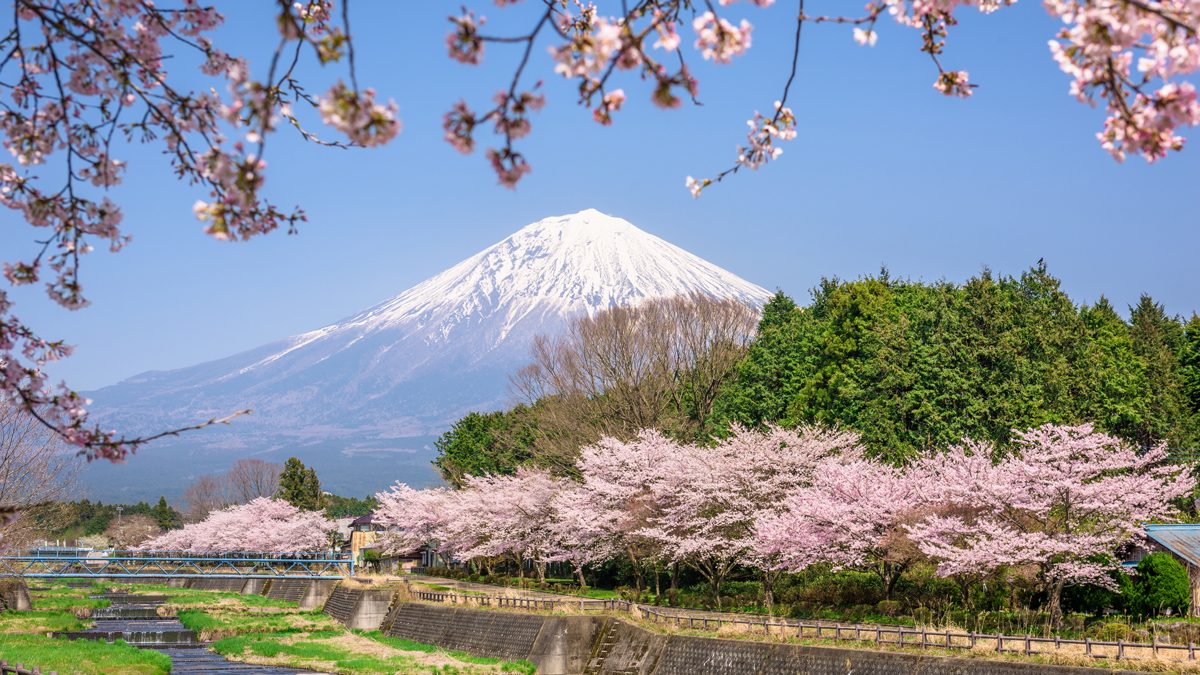 Sakura-Japan-fuji